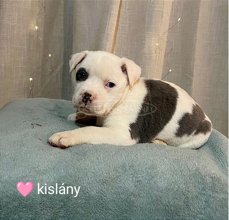 Staffordshire terrier fajtatiszta kiskutyák eladók az