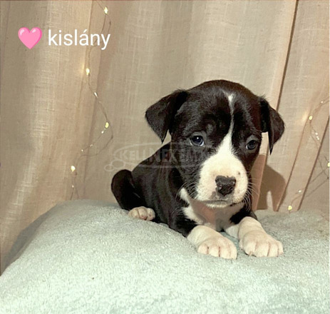 Staffordshire terrier fajtatiszta kiskutyák eladók az