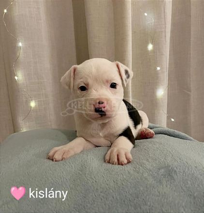 Staffordshire terrier fajtatiszta kiskutyák eladók az