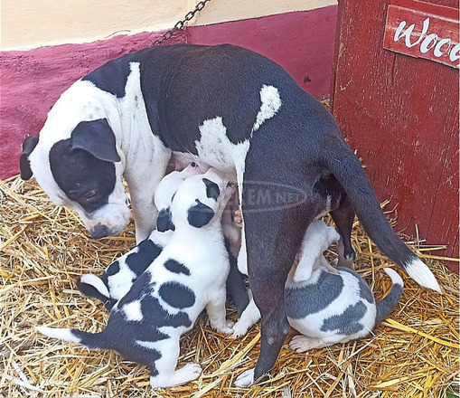 Staffordshire terrier fajtatiszta kiskutyák eladók az