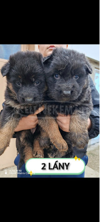 Németjuhász kiskutya - 1/4