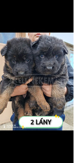 Németjuhász kiskutya