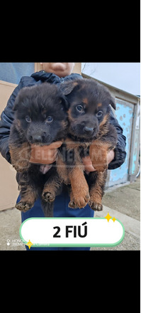 Németjuhász kiskutya - 2/4