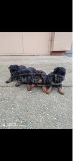 Németjuhász kiskutya