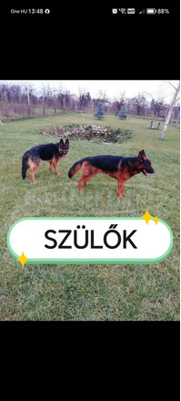 Németjuhász kiskutya - 4/4