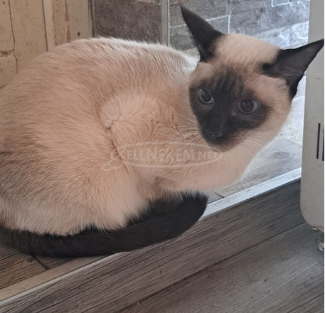 Eladó sziámi kiscicák