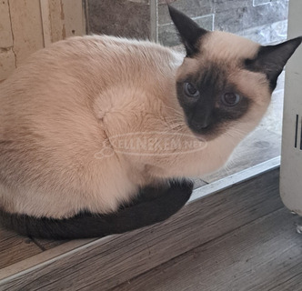 Eladó sziámi kiscicák