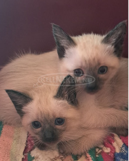 Eladó sziámi kiscicák