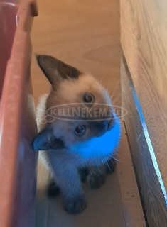 Eladó sziámi kiscicák