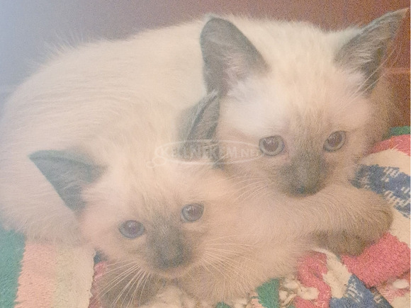 Eladó sziámi kiscicák