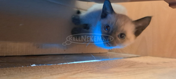 Eladó sziámi kiscicák