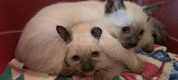 Eladó sziámi kiscicák