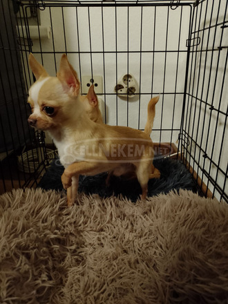 Mexikói törpe csivava