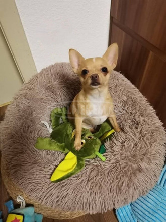 Mexikói törpe csivava