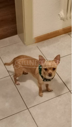 Mexikói törpe csivava