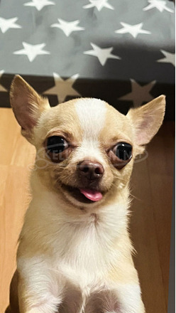 Mexikói törpe csivava