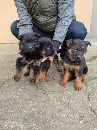 Németjuhász kiskutya