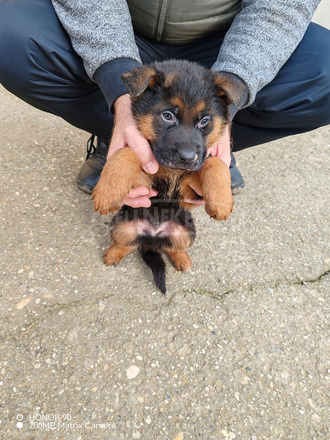 Németjuhász kiskutya