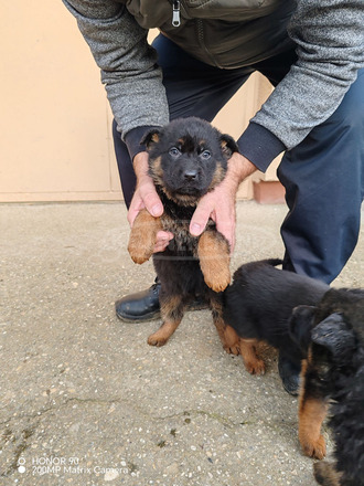 Németjuhász kiskutya