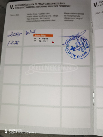 Németjuhász kiskutya