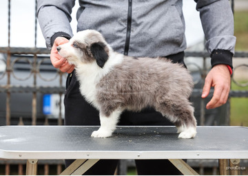 Border Collie – kölykök