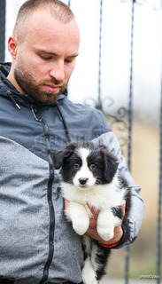 Border Collie – kölykök