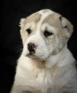 Közép-ázsiai juhászkutya – kiváló minőségű kölykök