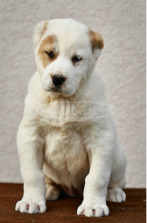 Közép-ázsiai juhászkutya – kiváló minőségű kölykök