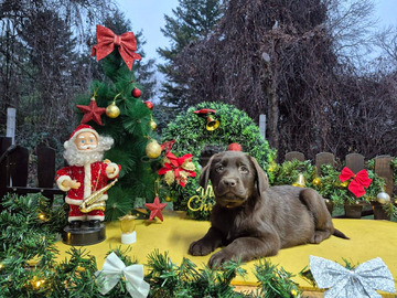 Csokoládé Labrador Retriever kiskutyák