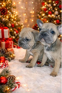 Francia Bulldog – Gyönyörű kölykök