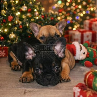 Francia Bulldog – Gyönyörű kölykök