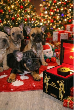 Francia Bulldog – Gyönyörű kölykök