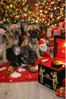 Francia Bulldog – Gyönyörű kölykök