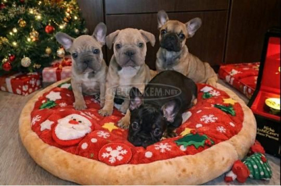 Francia Bulldog – Gyönyörű kölykök