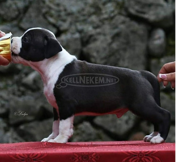 Amerikai staffordshire terrier – gyönyörű kölykök