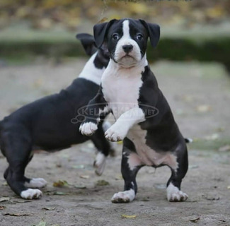 Amerikai staffordshire terrier – gyönyörű kölykök