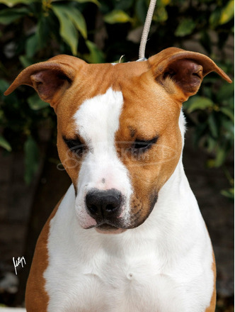 Amerikai staffordshire terrier – gyönyörű kölykök