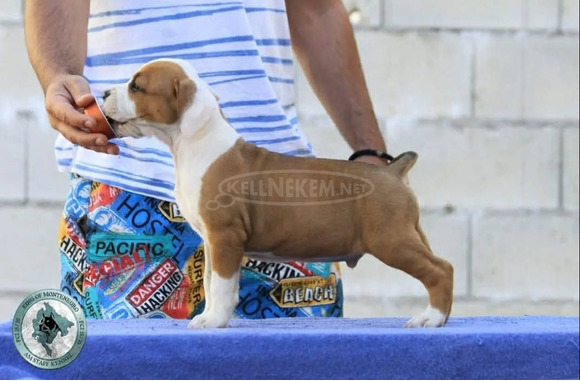 Amerikai staffordshire terrier – gyönyörű kölykök