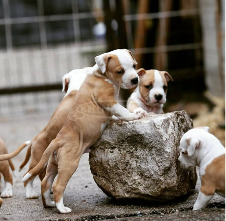 Amerikai staffordshire terrier – gyönyörű kölykök