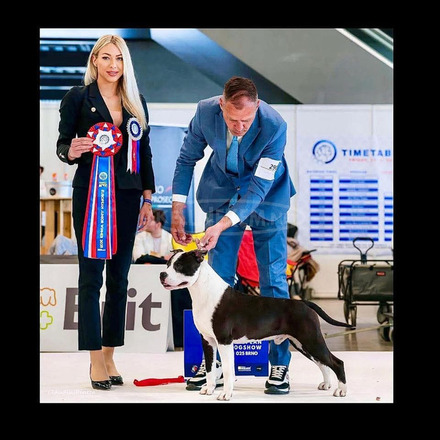 Amerikai staffordshire terrier – gyönyörű kölykök