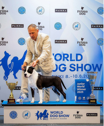 Amerikai staffordshire terrier – gyönyörű kölykök