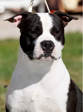 Amerikai staffordshire terrier – gyönyörű kölykök