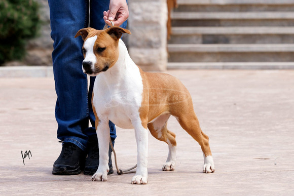 Amerikai staffordshire terrier – gyönyörű kölykök