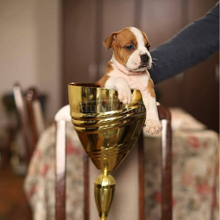 Amerikai staffordshire terrier – gyönyörű kölykök