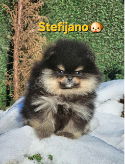 Pomerániai BOO – maci kinézetű, Pomerániai törpespicc