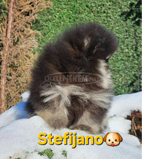 Pomerániai BOO – maci kinézetű, Pomerániai törpespicc