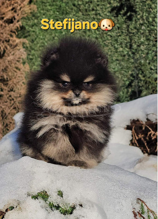 Pomerániai BOO – maci kinézetű, Pomerániai törpespicc