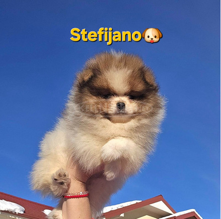 Pomerániai BOO – maci kinézetű, Pomerániai törpespicc