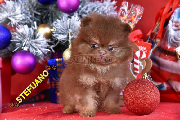 Pomerániai BOO – maci kinézetű, Pomerániai törpespicc