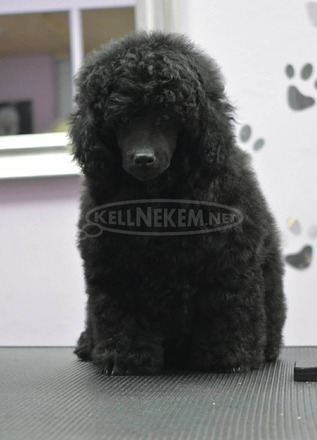 Törpe uszkár – kan kölyök